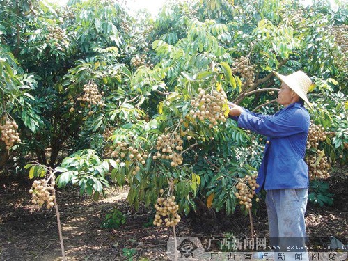 龙眼树修剪技术视频_龙眼树怎样修剪视频_视频修剪龙眼树技术教程